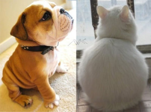 Fat Cat Cute Doggie